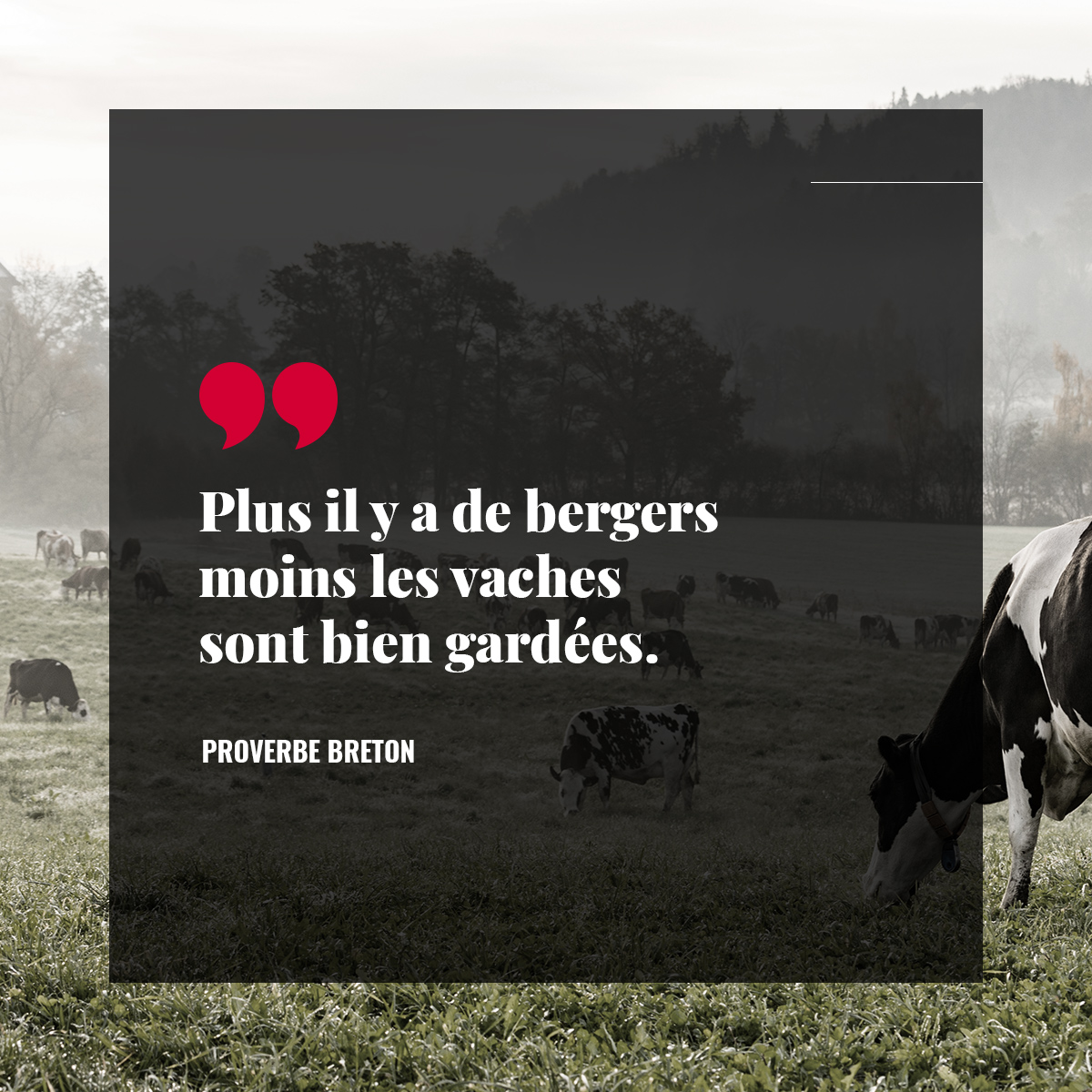 Plus il y a de bergers moins les vaches sont bien gardées.