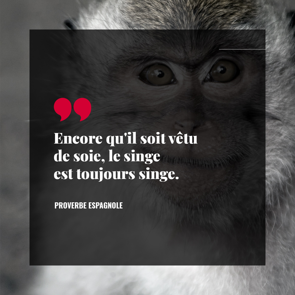 Encore qu'il soit vêtu de soie, le singe est toujours singe.