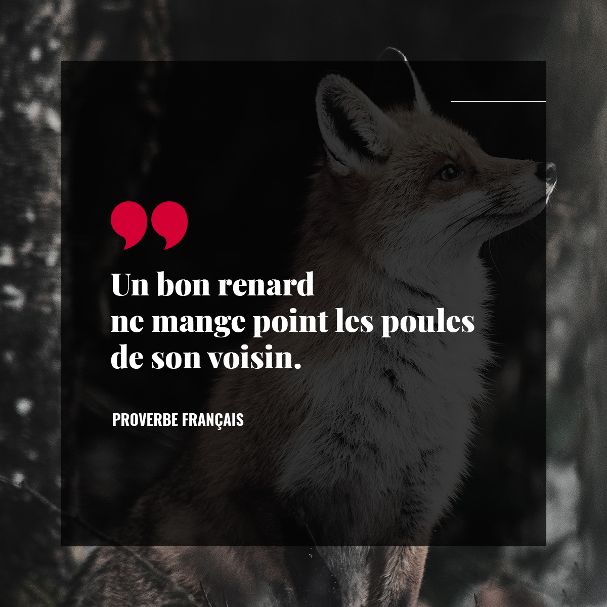 Un bon renard ne mange point les poules de son voisin.